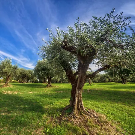 Delser Manor House 컨트리하우스